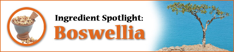 Ingredient Spotlight: Boswellia